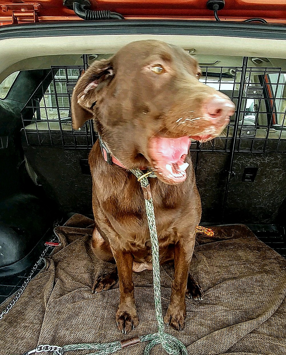 Lone Star Labrador Retriever Rescue Available Dogs